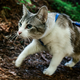 Illustration for article titled How To Take Your Cat Camping